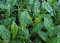 番茄潛葉蛾最佳防治方法？