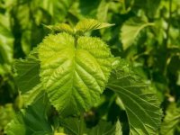夏天養(yǎng)蠶桑葉一會(huì)就干了怎么辦？