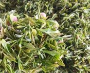 臨沂特產送人必買清單？