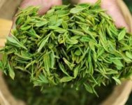 茶樹產(chǎn)量高嗎？一畝產(chǎn)多少斤？
