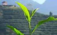 客田鎮(zhèn)：茶樹吐新芽，茶農(nóng)喜增收