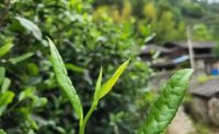 4月19日最新咨詢：“七安紅”春茶開始采收，新